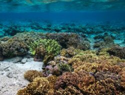 Agoda Ungkap Minat Wisatawan ke Destinasi Wisata Alam pada Libur Maulid Nabi 2026